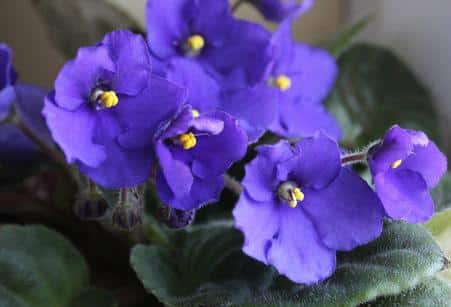 african violet plant
