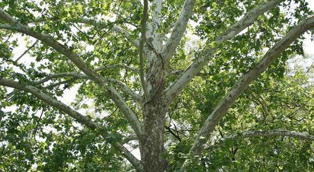 sycamore wood tree