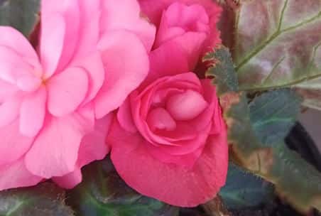 begonia plant with flowers