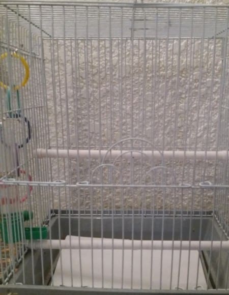 typical bird cage