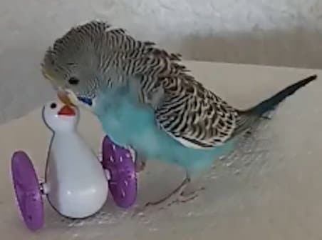 budgie playing with small toy