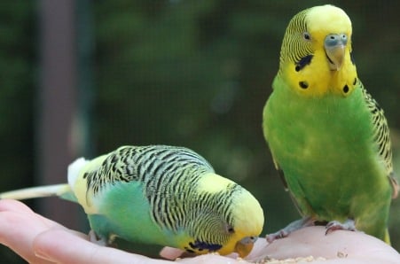 parakeets over a hand
