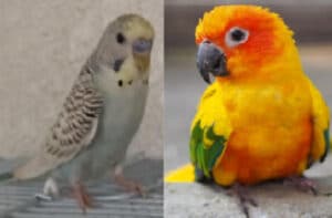 are budgies and parakeets the same thing