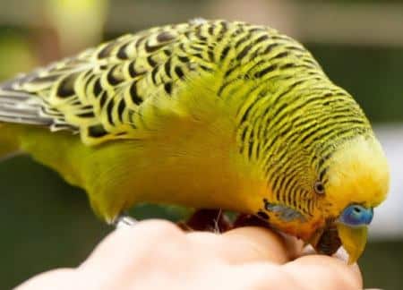 how to stop budgies from biting