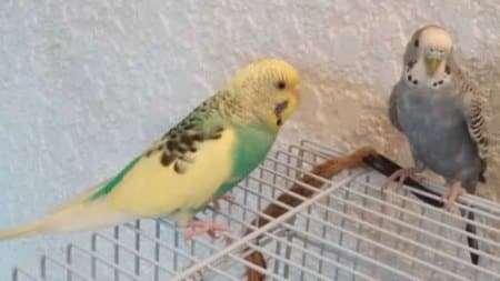 calmed male and female parakeets