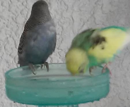 female parakeet drinking water