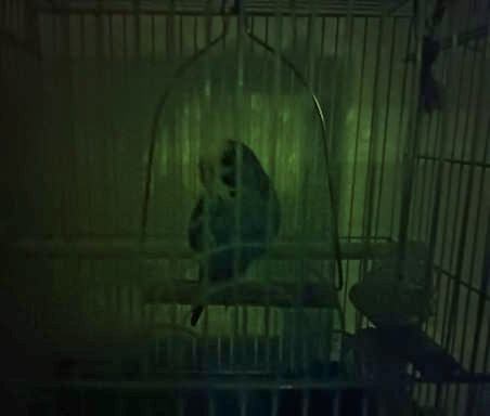 budgie at night in its cage