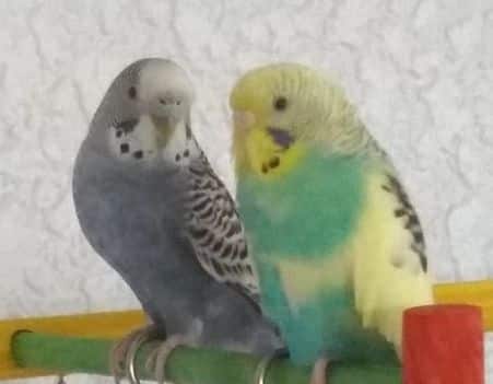 do budgies see colors