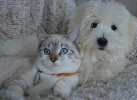 a cat and a dog