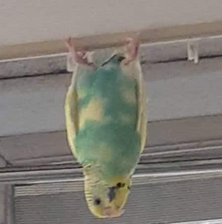 are budgies smart