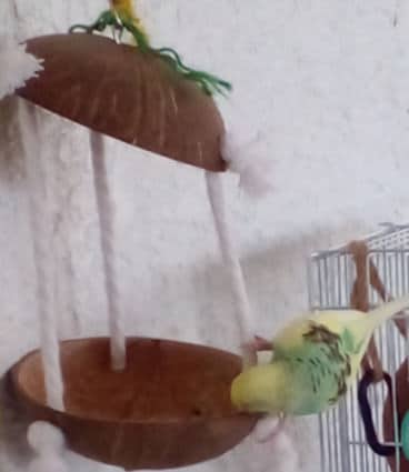 rainbow budgie playing with coconut toy