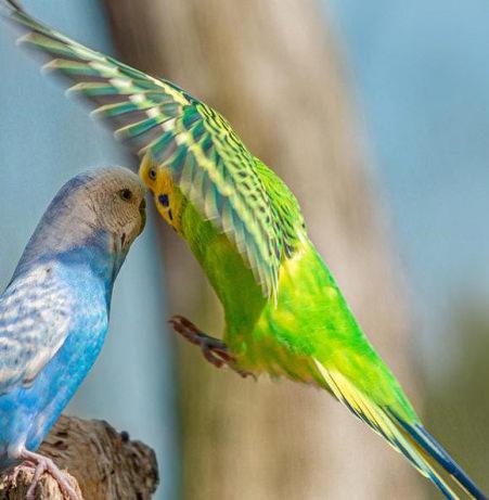 Flying parakeet with another budgie