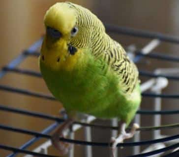 parakeet over cage