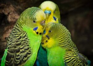 green colored budgies