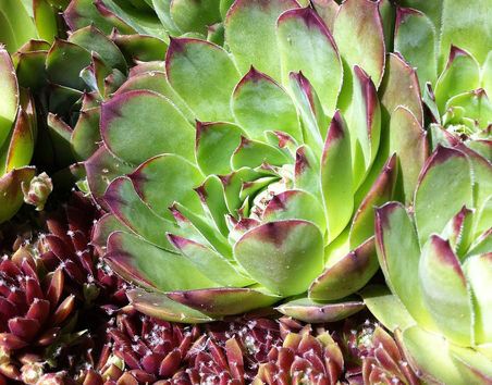 hen and chicks succulent plant