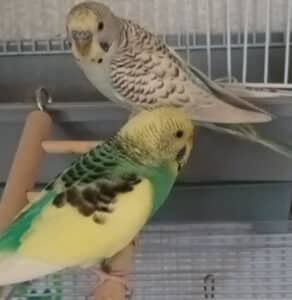 typical parakeets