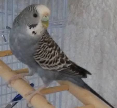 male budgie on a ladder