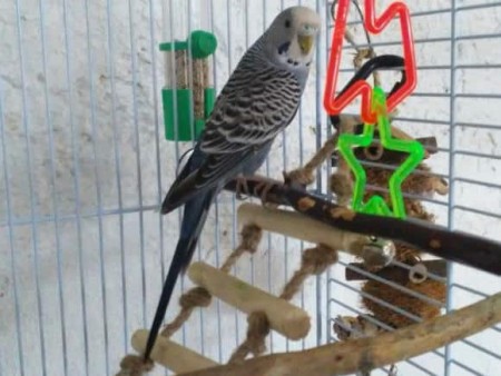 budgerigar with toys in his cage