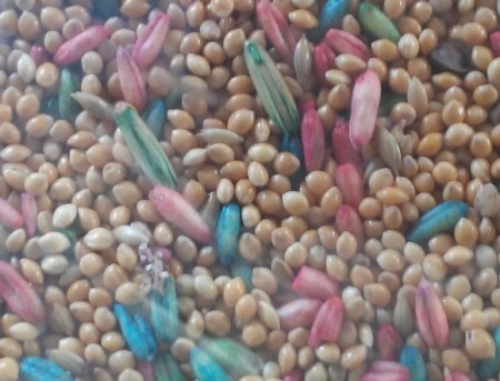 colorful seeds with vitamins