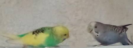 territorial male parakeet and female one