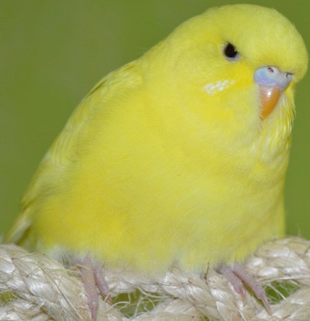 yellow budgerigar with some extra weight